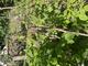 #1: Braune Flecken