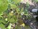 #2: Braune Flecken