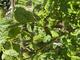 #3: Braune Flecken