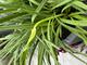 #1: Was sind das fr Triebe?