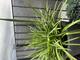 #2: Was sind das fr Triebe?