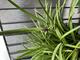 #3: Was sind das fr Triebe?