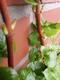 #1: Kletterhortensie hlt sich nicht fest.