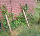 #2: Kletterhortensie hlt sich nicht fest.