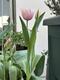 #1: Tulpe