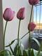 #2: Tulpe