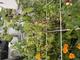 #2: Himbeeren