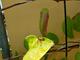 #1: Mini-Kiwi bekommt braune Stellen an Blttern