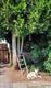 #1: Kleiner Rambler fr Baum geeignet?