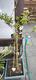 #1: Winterjasmin 