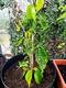 #2: Riesenmaulbeere, Krankheitsbild