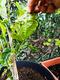 #3: Riesenmaulbeere, Krankheitsbild