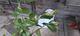 #1: Amalfi Zitrone bekommt pl�tzlich gelbe, absterbende Bl�tter