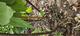 #1: Zum Baum z�chten?