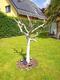 #1: Ist das Feigenb�umchen erfroren?