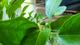 #1: Yuzu Baum mit Fruchtansatz