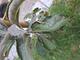 #1: Apfelbaum ist von Krankheit betroffen