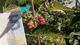 #1: Div. Himbeeren