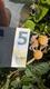 #3: Div. Himbeeren