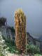 #1: Taxus baccata Fastigiata Auraea