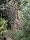 #1: Magnolien & Kamelien > baumförmige, hohe Magnolien - Warum bekommt meine Magnolie braune Blätter?
