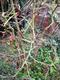 #3: Magnolien & Kamelien > baumförmige, hohe Magnolien - Warum bekommt meine Magnolie braune Blätter?