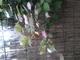 #3: Befruchtung