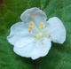 #2: Befruchtung