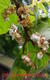 #3: Befruchtung