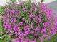 #1: Geranium Patricia