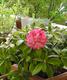 #1: rhododendron blte