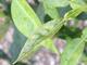 #1: Flecken auf neuen Blttern der Yuzu