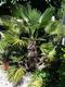 #2: Trachycarpus wagnerianus