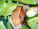 #1: Magnolie bekommt braune Blätter, die dann abfallen. Was kann man tun?