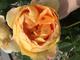 #1: Rose Lady of Shalott®