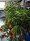 #3: Citrus reticulata ( Mandarine)