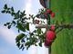 #1: Lubera-Apfelbaum des Jahres
