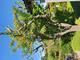 #1: Renovierung alter Pflaumenbaum