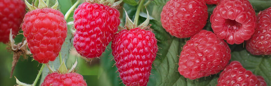 Wochendeal - 3x4 Lubera Himbeeren-Set