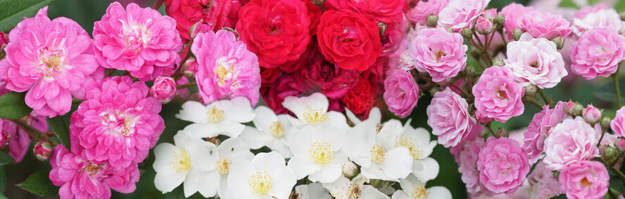 Wochendeal - Roseasy Kletterrslein im 4er Pack