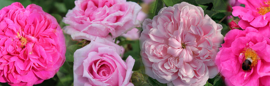 Wochendeal - 4 der beliebtesten Historischen Rosen f�r 2
