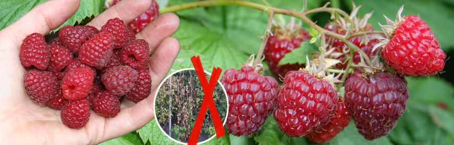 Wochendeal - Resistente Himbeeren im 12er Pack