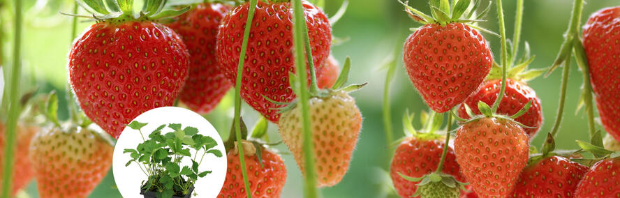 Wochendeal - Die beliebtesten Erdbeeren - jetzt mit -50% Rabatt