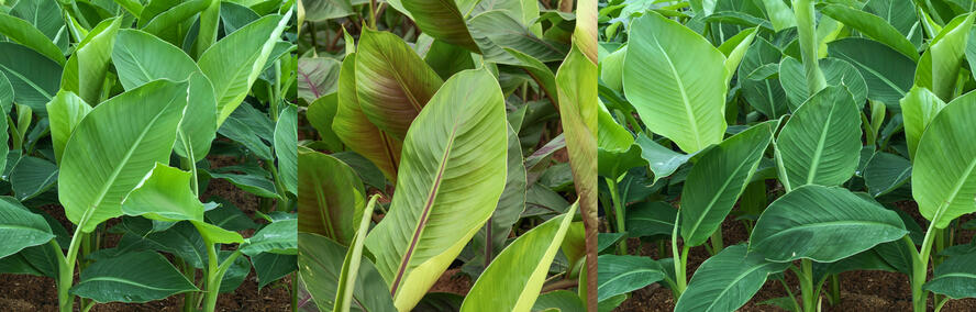 Wochendeal - GartenDeal: Bananenpflanzen im Doppelpack!