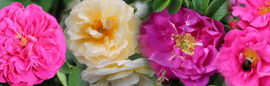 Wochendeal - 4 der beliebtesten Historischen Rosen f�r 2