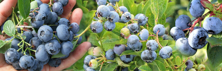 Wochendeal - Blaubeeren-Selbstversorgerpaket: 12 Jungpflanzen zum Preis von 6