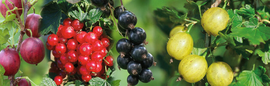 Wochendeal - Beerenstarker Beeren-Mix f�r -50% Rabatt