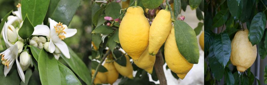 Wochendeal - Gartendeal: 2-für-1-Aktion im Zitronen-Duett