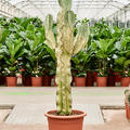  Euphorbia ingens marmorata, Verzweigt, im 35cm Topf, Hhe 160cm, Breite 75cm