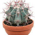  Ferocactus stainesii, Kugel, im 17cm Topf, Hhe 25cm, Breite 20cm